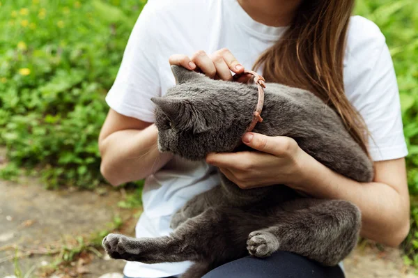 stock image the process of putting a collar against ticks and fleas on a cat. protective collar. girl holds a cat in her arms and dresses