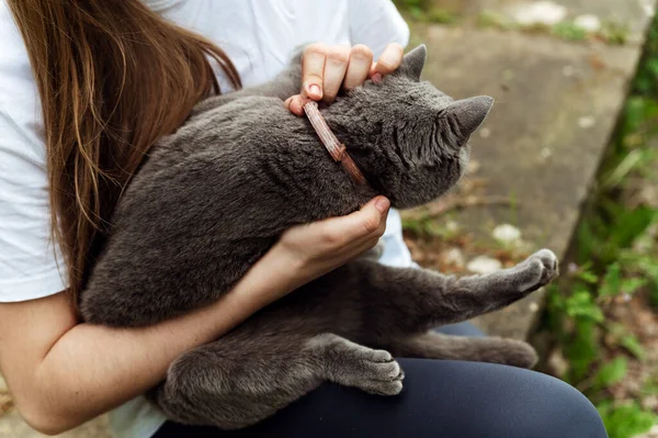 Process Putting Collar Ticks Fleas Cat Protective Collar Girl Holds — Stock Photo, Image