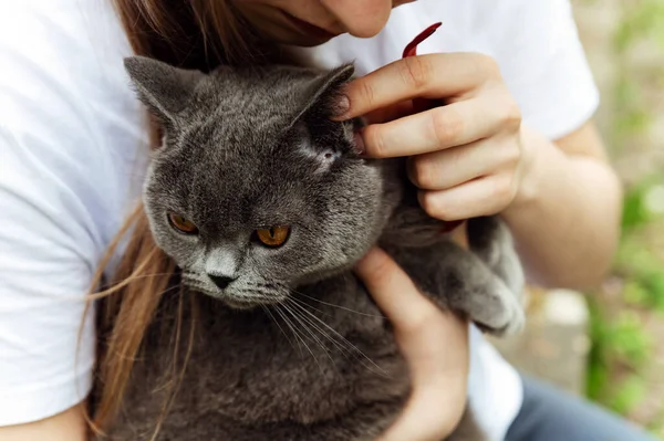 Das Mädchen Fand Eine Zecke Bei Einer Katze Ein Haustier — Stockfoto