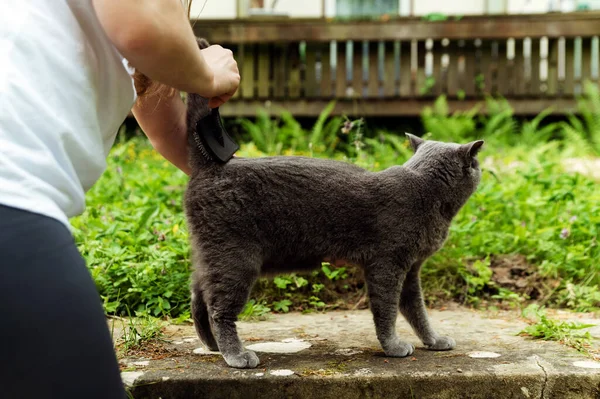 Stock image a beautiful girl licks her gray cat with a special wool brush. wool brush. cat molt.