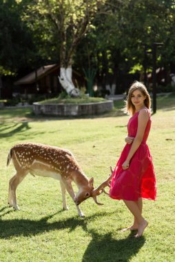 Bir kadın evcil hayvan çiftliğindeyken elinden mısır besliyor. Hayvan yedeği. Mutlu kadın bir geyiği okşuyor.
