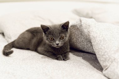 Gri İskoç kedi yavrusu yatakta yatıyor. Evcil hayvan. Bir kedinin portresi.
