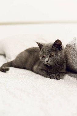 Gri İskoç kedi yavrusu yatakta yatıyor. Evcil hayvan. Bir kedinin portresi.