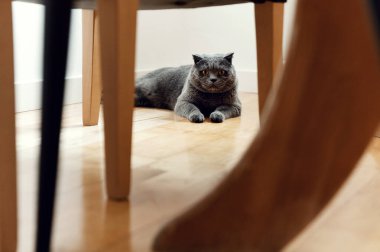 İskoç cinsinin sevimli gri kedisi. Bir kedinin portresi. hayvan dinlenme