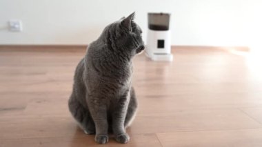 Akıllı kedi besleyici İskoç kedi yemek bekliyor. evcil hayvan besleyici.