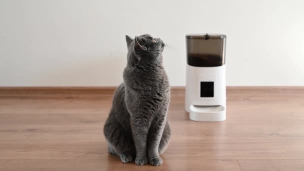 Akıllı Kedi Besleyici Skoç Kedi Yemek Bekliyor Evcil Hayvan Besleyici — Stok video
