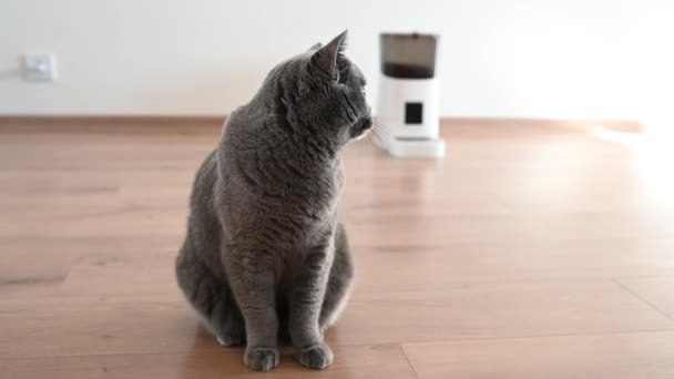 Smart Cat Feeder Chat Écossais Attend Nourriture Mangeoire Pour Animaux — Video