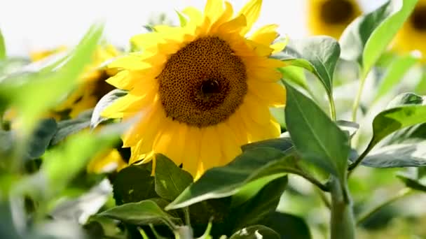 Sunflowers Blue Sky Background Fields Sunflowers Summer Agricultural Industry Production — Stock video