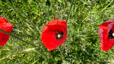 Bahçedeki haşhaş çiçekleri