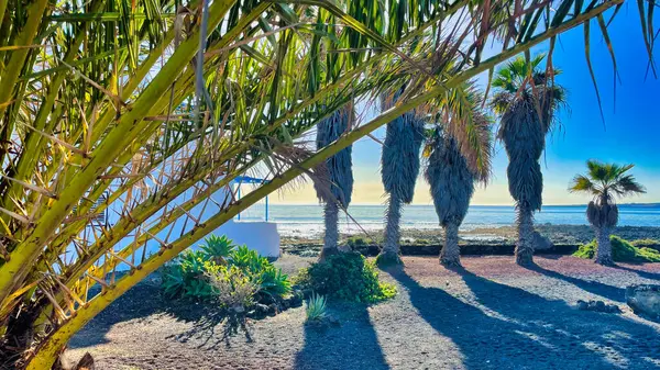 Deniz ve sahil zeminli palmiye ağaçları