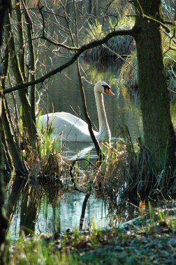 Doğadaki güzel kuşun manzarası