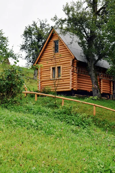 Napraforgós Mező Kék Erdő Háttérben Sok Napraforgót Ukrajna — Stock Fotó