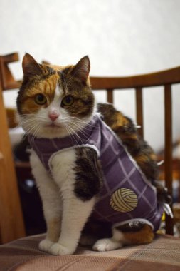 Ameliyattan sonra kedi bir papyona oturur. Yaralı kedi