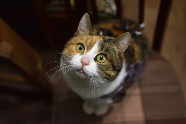 Кошка Смотрит Камеру Серьёзный Взгляд Уставшие — стоковое фото