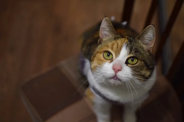 Недовольный Кот Смотрит Вверх Красивая Трехцветная Кошка — стоковое фото
