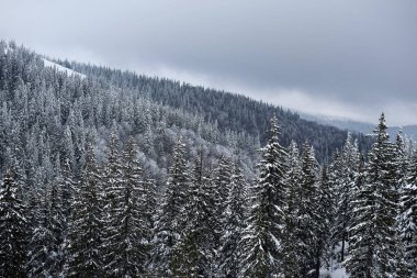 Kışın karla kaplı ağaçlar. Güzel kış manzarası sabah dağların arka planında