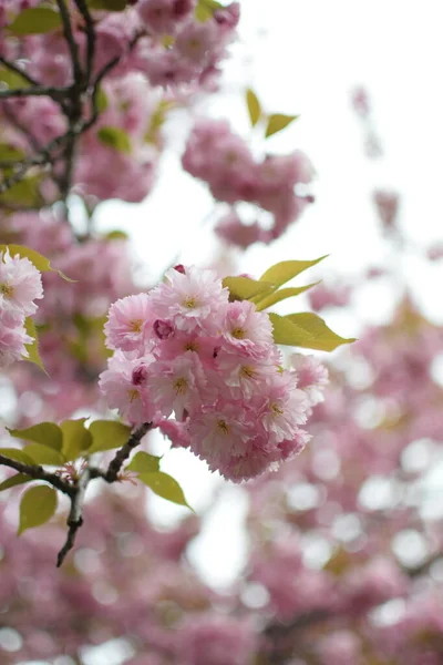 Pembe kiraz çiçeği. Sakura. 