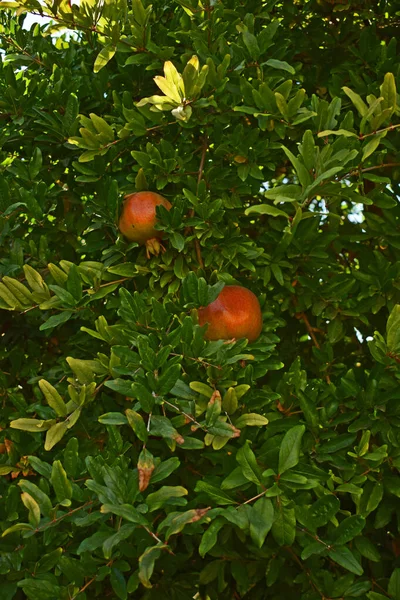 Juicy Pomegranate Tree — Stock Photo, Image