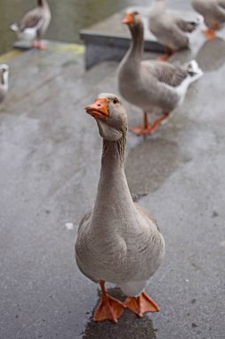 Yağmur sırasında gri kaz. Kaz yemi. Parktaki kuşlar