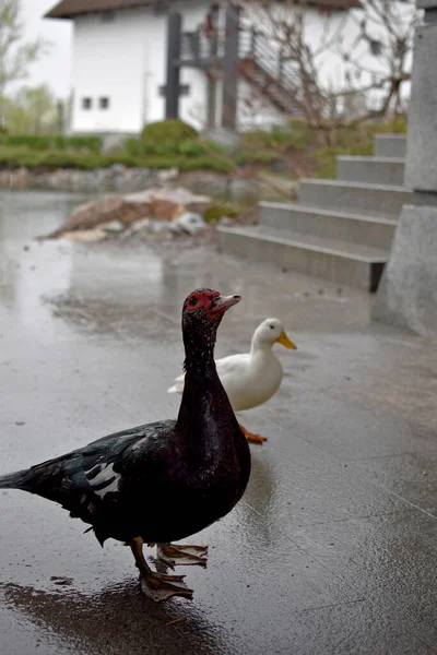 a black duck and a white duck ask for food in the rain