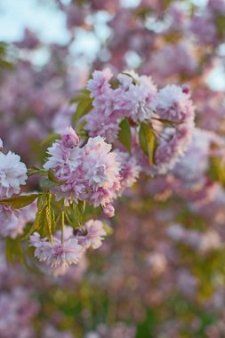 Japon kirazına yakın çekim. Sakura. Pembe çiçekler