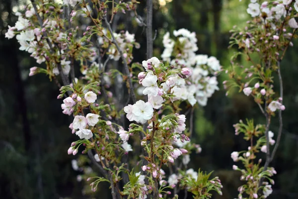庭の美しい花 リンゴの木が咲く 木の上の花 — ストック写真