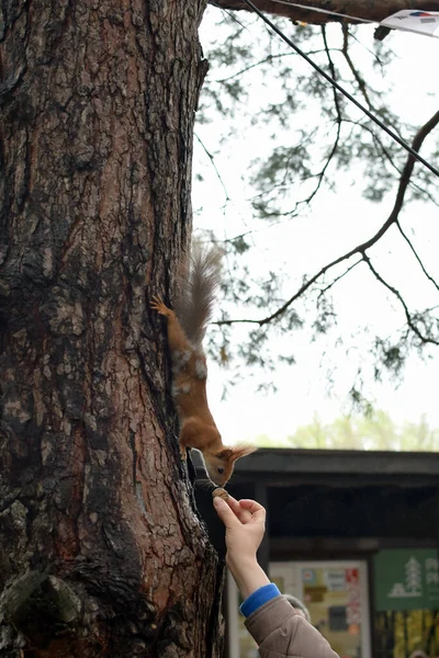 Squirrel Forest Squirrel Sniffs Nut Squirrel Tree — Stock Photo, Image