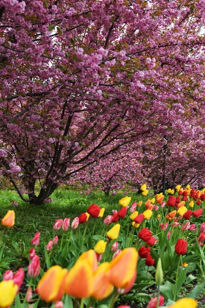 stock image Beautiful alley of tulips on the background of saruk, Japanese cherry