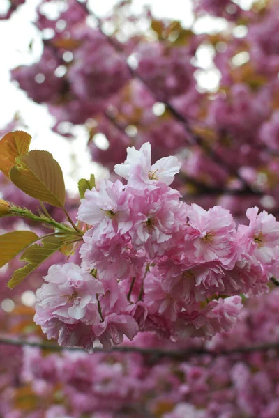 Κοντινό Πλάνο Των Όμορφων Ροζ Λουλουδιών Sakura Γιαπωνέζικο Κεράσι — Φωτογραφία Αρχείου