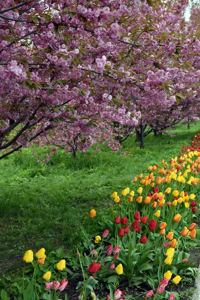 Цветущий Парк Сакура Японская Вишня Тюльпаны Зеленая Трава — стоковое фото