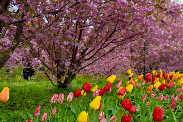 公園内の桜とチューリップの路地 日本の桜 — ストック写真