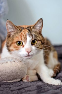 Mavi gözlü sevimli kedi.