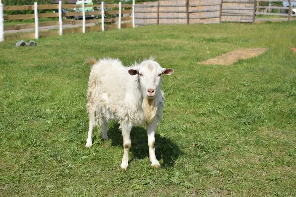 Chèvre Blanche Sur Ferme Pâturage Sur Pelouse — Photo