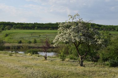 Doğanın güzel manzarası. Nehrin arka planında çiçek açan beyaz ağaç