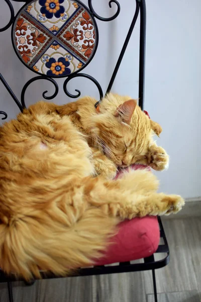 Рыжая Кошка Лежит Ярком Стуле — стоковое фото