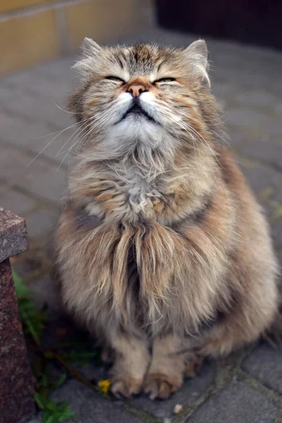 귀여운 고양이가 햇빛을 즐기고 있습니다 고양이가 웃는다 — 스톡 사진