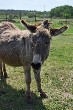 Yeşil çimenlikteki üzgün eşek. Çiftlik