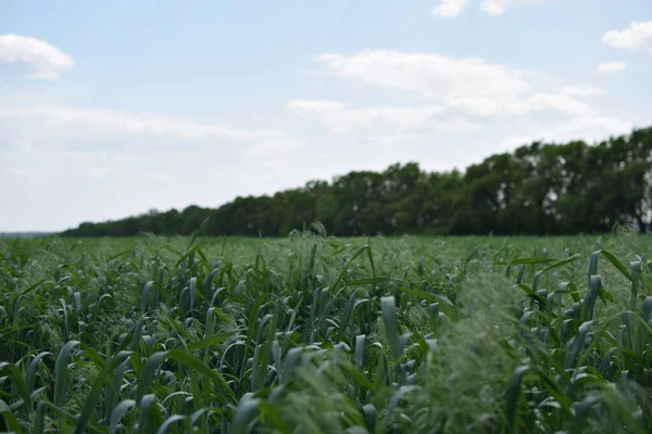 stock image green field of corn in the countryside