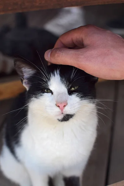 Zwart Wit Kat Genieten Een Man Huisdieren Een Kat Schattig — Stockfoto