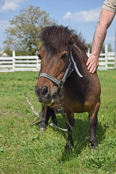 Veselý Poník Zasekl Pony Louce Malý Kůň — Stock fotografie