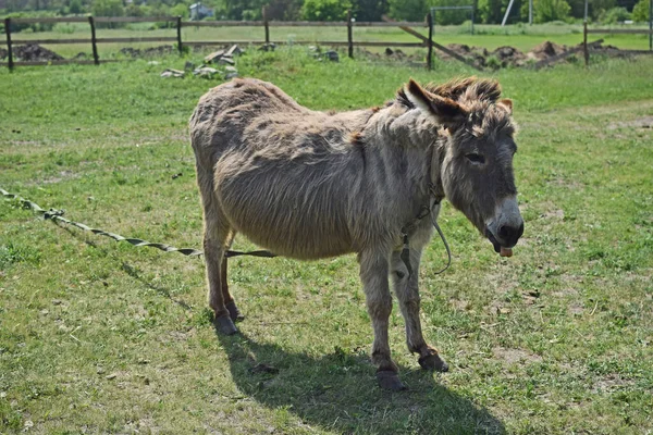 Funny gray donkey on the lawn. Animal shows tongue. Farm