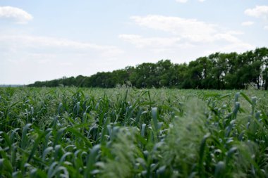 Mavi gökyüzü olan yeşil çimen tarlası. mısır tarlası