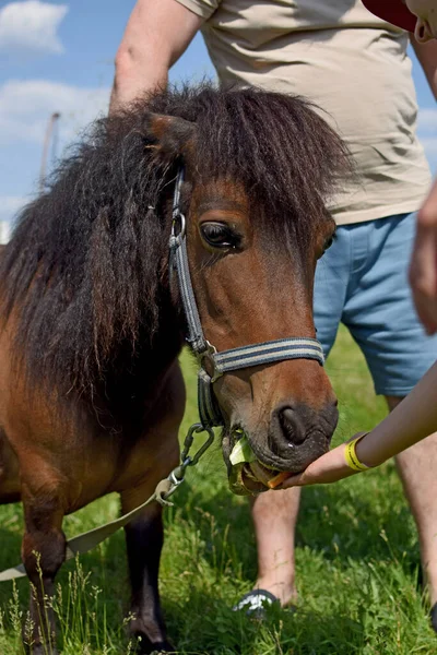 Jonge Man Met Een Paard Een Boerderij — Stockfoto