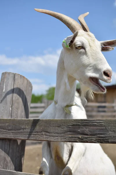 Closeup Shot Goat Field — Stock Photo, Image
