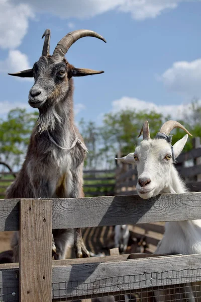 Pair Goats Fence Farm — Stock Photo, Image