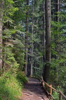 Yazın bir çam ormanında patika