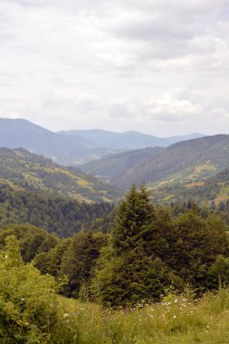 Karpat Dağlarının yeşil tepelerinin manzarası.