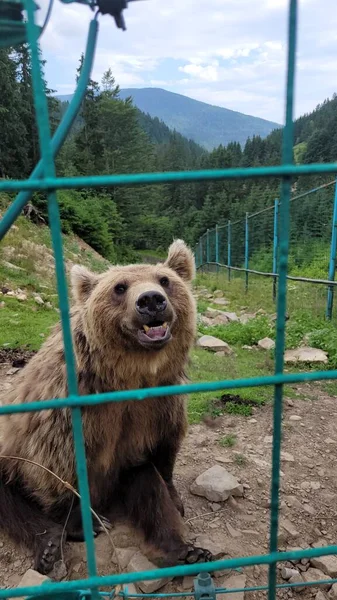 Urso Marrom Senta Contra Pano Fundo Das Montanhas Zoológico Olha — Fotografia de Stock