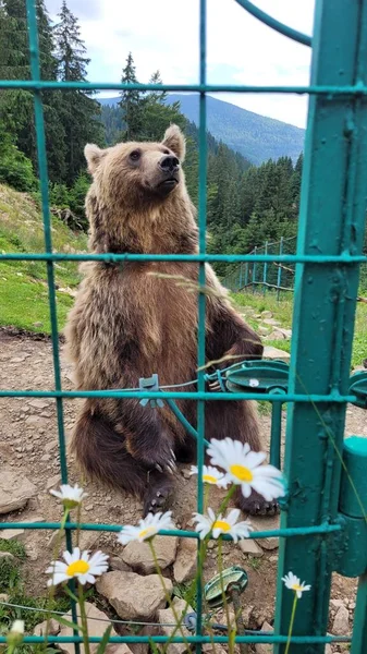 Niedźwiedź Brunatny Siedzi Tle Gór Zoo — Zdjęcie stockowe
