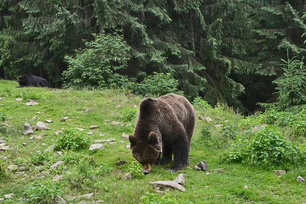 Schwarz Und Braunbär Wald — Stockfoto